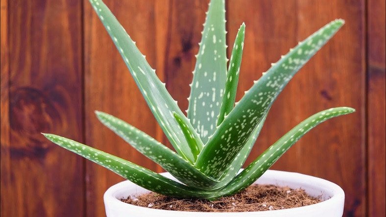 Binlerce Yıldır Tedavi Amacıyla Kullanılan ‘Aloe Vera’ Bitkisinin Evde Bakımı İçin İşinize Yarayacak 10 İpucu