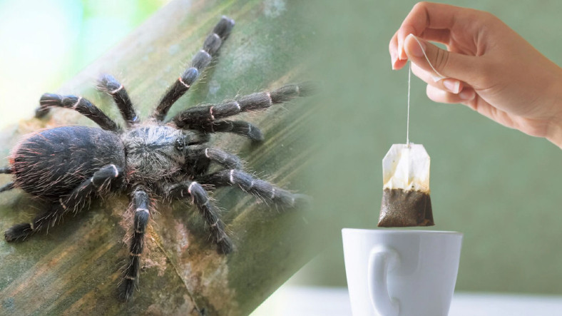 Bunu Duyunca Çay İçmekten Soğuyacaksınız: Çay Yapraklarında Böcek İzlerine Rastlandığı Açıklandı