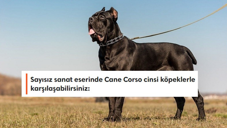 En Büyük Köpek Irklarından Biri Olan 'Cane Corso' Cinsi Hakkında Duyunca Hayret Edeceğiniz 9 Bilgi