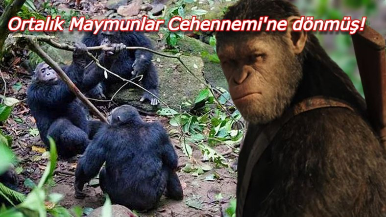 İki Şempanze Kabilesinin Gerilla Taktikleriyle Birbirlerini Yok Ettikleri 4 Yıl Süren Savaşın Hikayesi: Gombe Savaşı