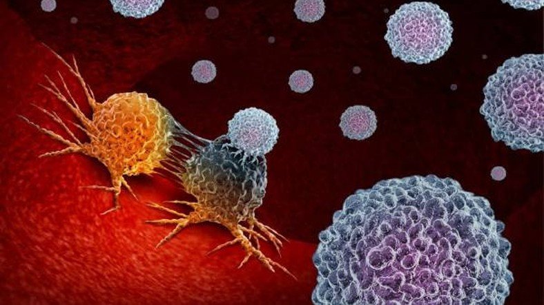 Kanser Tedavisinde Sevindirici Gelişme: Vücudumuz Bir Protein Sayesinde 10.000 Kat Daha Fazla Bağışıklık Hücresi Üretebilir