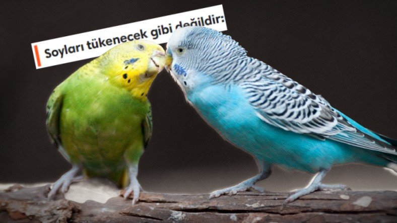 Muhabbet Kuşları Hakkında Duyunca Şaşıracağınız 6 Bilimsel Gerçek