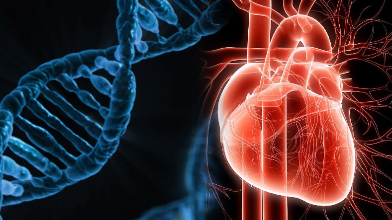 Genetik Kalp Rahatsızlıklarına Karşı Gen Tedavisi Geliştiriliyor: Binlerce İnsanın Hayatı Kurtarılabilir!