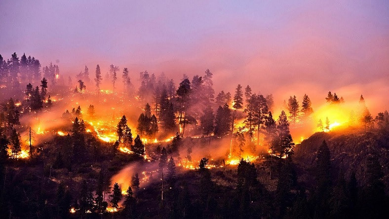 Dünyamızın Akciğerlerini Küle Çeviren 'Orman Yangınları' Neden Olur, Hangi Önlemleri Almalıyız?