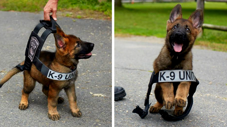 Polis Köpeklerine Neden K-9 Denir ve Niçin Genellikle Alman Kurdu Olurlar?