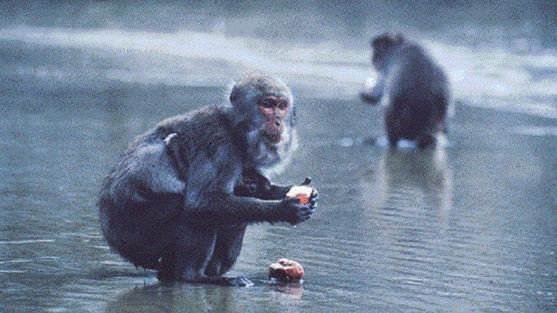 30 Yıldır Devam Eden Deney 'Yüzüncü Maymun Fenomeni' ve Ulaşılan Birbirinden İlginç Sonuçlar