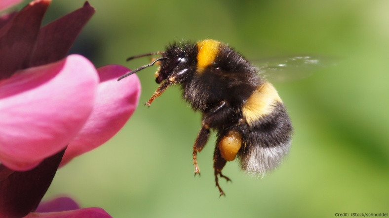 Arılar, Giderek Daha da Fazla Stresli Hissediyor: Peki Ne Dertleri Var?