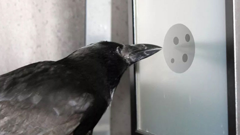 Bütün Kuşlar 'Kuş Beyinli' Değil: Bazı Kuşların Neden Daha Zeki Olduğu Açıklandı