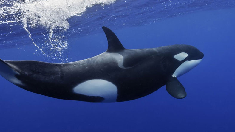 Bu 'Ciğerci' Katil Balinalar, Avladıkları Köpek Balıklarının Sadece Karaciğerlerini Yiyor: Tamam da Niye? [Video]