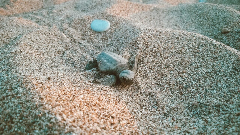 Küresel Isınma Yüzünden Neredeyse Bütün Deniz Kaplumbağaları Dişi Oluyor