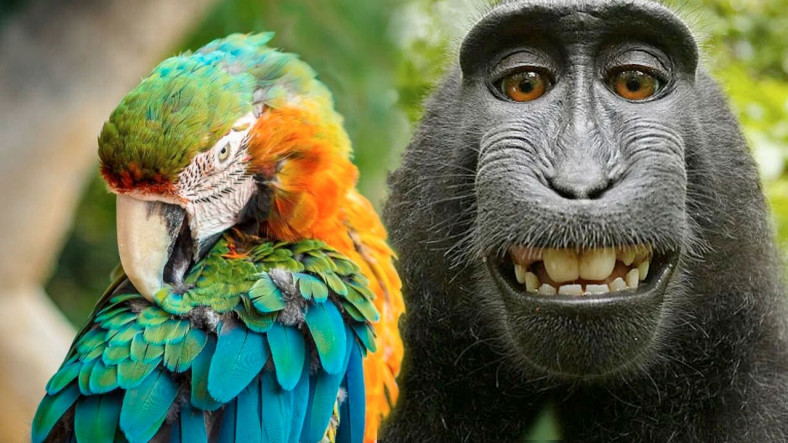 İnsana En Yakın Canlılar Olan Maymunlar Konuşamıyorken Dudakları Bile Olmayan Papağanlar Nasıl Konuşabiliyor?