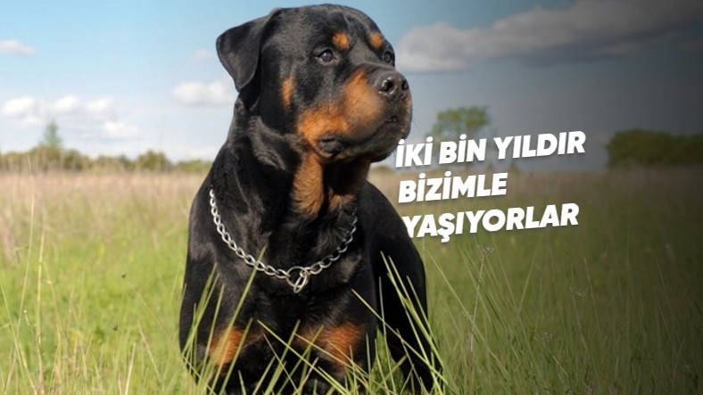 En Sadık ve Zeki Cinslerden Biri Olarak Bilinen 'Rottweiler'lar Hakkında İlginç Gerçekler