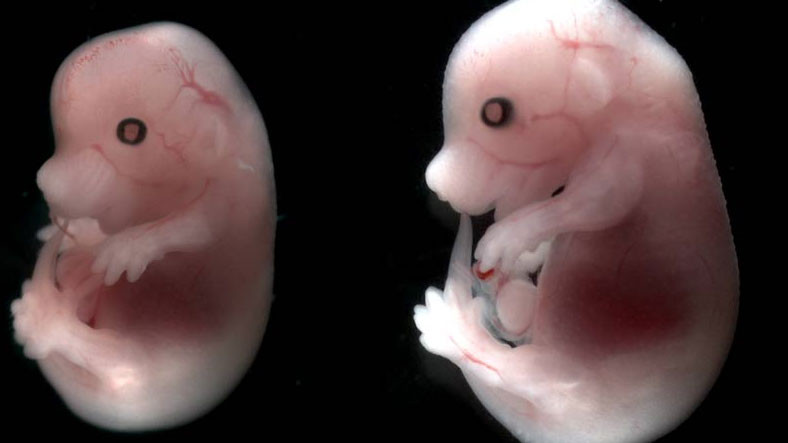 Tarihte İlk Kez Sperm ve Yumurta Olmadan Oluşturulan Embriyo, Rahim Dışında Gelişmeye Devam Etti