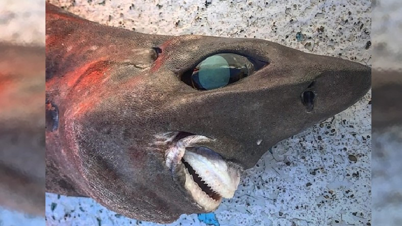 Hangi Türe Ait Olduğu Bilinmeyen Korkunç Görünümlü Köpek Balığı Keşfedildi: E' Bu Gülüyor