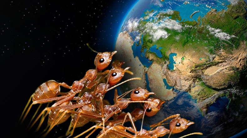 Dünya Üzerinde Kaç Karınca Yaşadığı Hesaplandı: İnsanlardan 2,5 Milyon Kat Fazla!