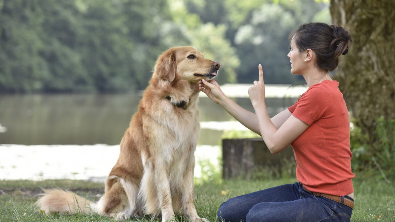 Sevimli Dostlarımız Köpekler Nasıl Eğitilir? Denemeye Değer 10 İpucu