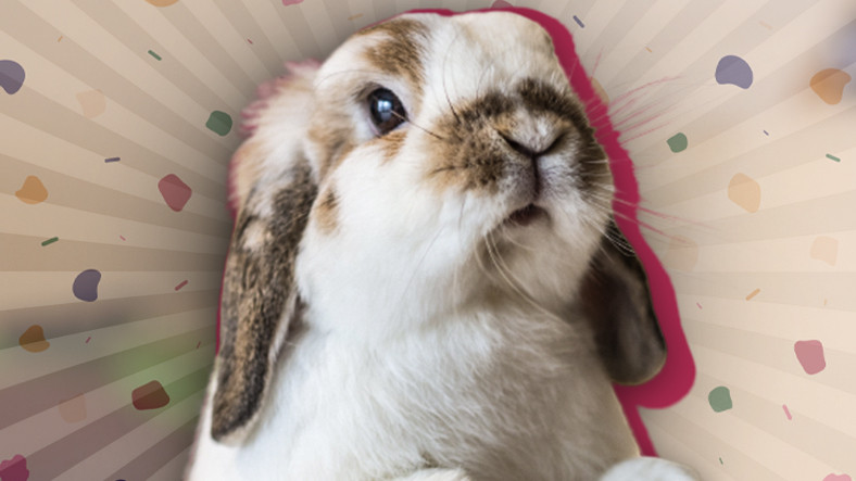 Tavşanlar Hakkında Duyunca Şaşıracağınız 9 İlginç Bilgi: En sevdikleri Yiyecek Aslında Havuç Değil!