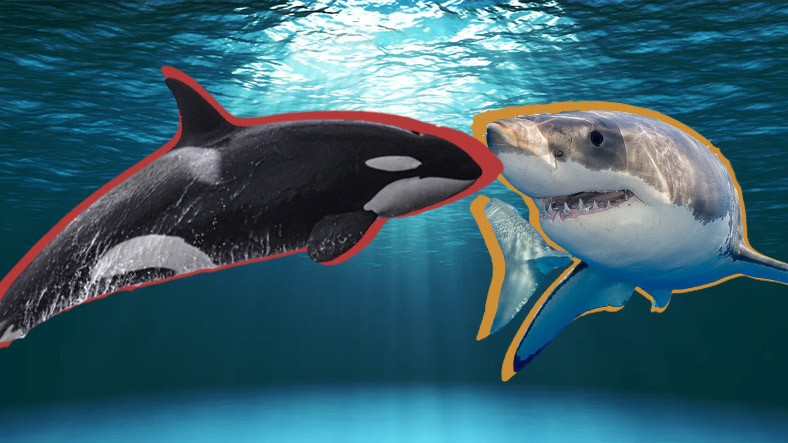 Okyanusların En Büyük 2 Katili Karşı Karşıya: Katil Balinalar, İlk Kez 'Büyük Beyaz Köpek Balığı' Avlarken Görüntülendi [Video]