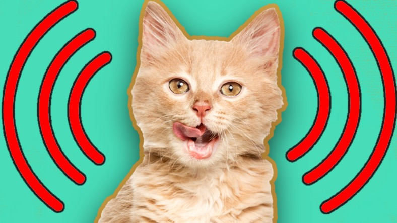 Kedilerin Çıkardıkları Bu 15 Farklı Sesin Hangi Anlamlara Geldiğini Öğrenince Artık Onların Dilinden Anlayabileceksiniz!