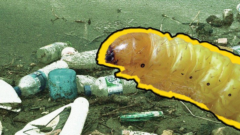 Plastik Çöpleri 'Doğal' Yollarla Yok Edebilecek Bir Canlı Keşfedildi (Ama Yanlışlıkla)