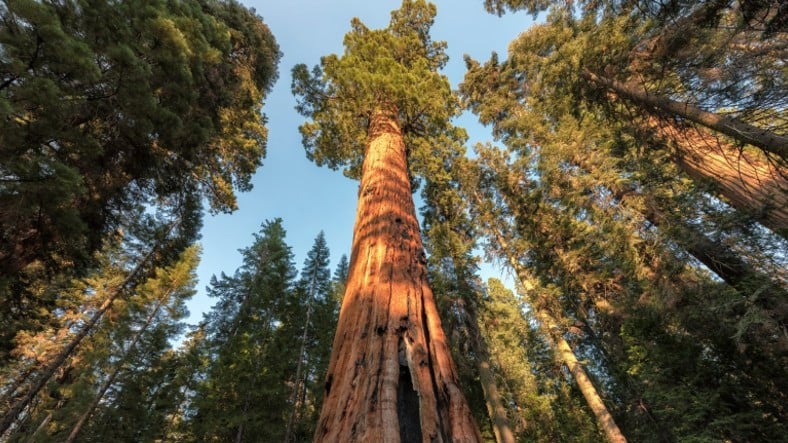 En Yaşlısı Milattan Bin Yıl Önce Dikilen Dünyanın En Uzun Ağacı Sekoya Hakkında 9 Tuhaf Bilgi