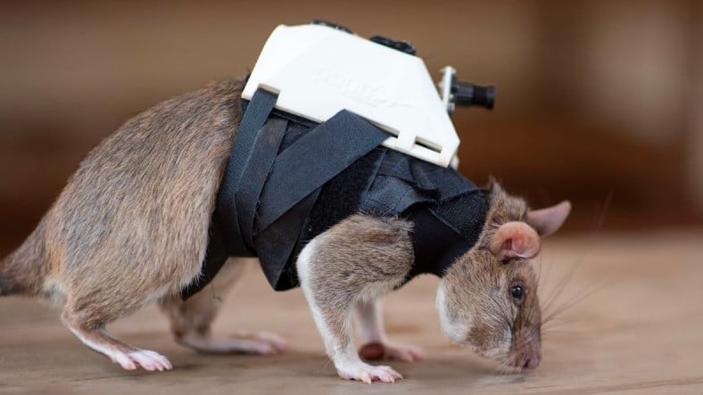 Sırt Çantalı Sıçanlar Depremlerde Hayat Kurtarabilir: Peki Nasıl?