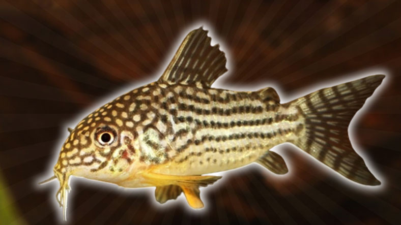 İsmi Nedeniyle Yanlış Anlaşılan En İlginç Balık Türlerinden Beri: Çöpçü Balığı Hakkında 8 Şaşırtıcı Bilgi