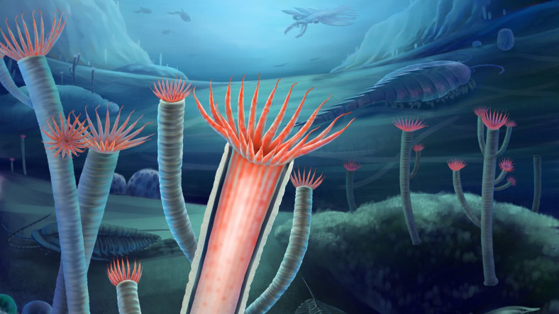 500 Milyon Yıllık Bir Fosil, Evrimin Sırrını Ortaya Çıkarmış Olabilir