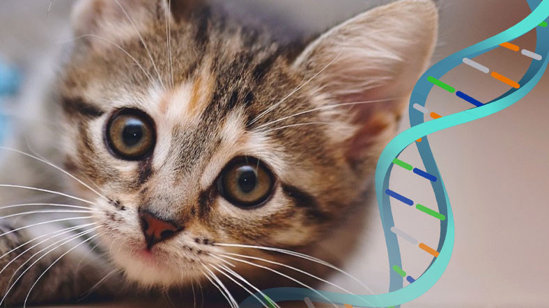 Kedilerin 'Delil' Olabileceği Keşfedildi: Tüyleri Suçlu DNA'ları ile Dolu Olabilir