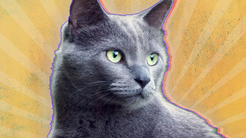 En Utangaç Türlerden Biri Olarak Bilinen 'Mavi Rus Kedileri' Hakkında Birbirinden İlginç 10 Gerçek
