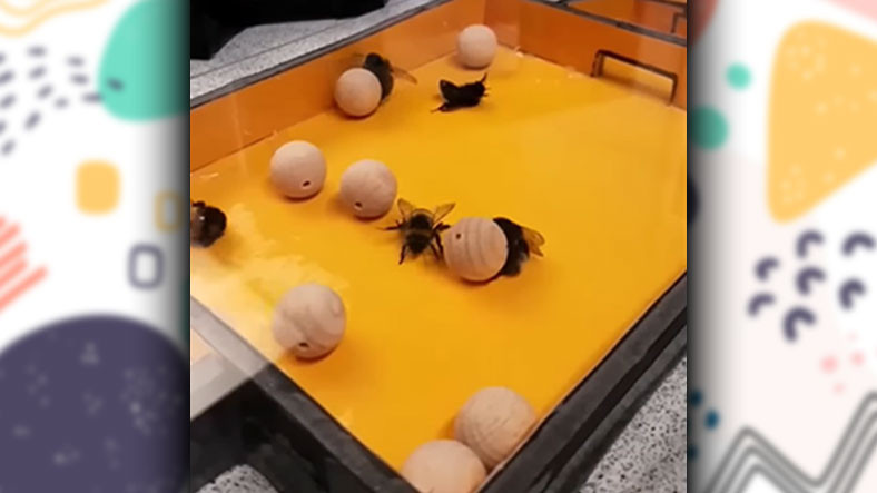 Yaban Arılarının 'Çocuklar Gibi' Oyun Oynadıkları Keşfedildi! [Video]