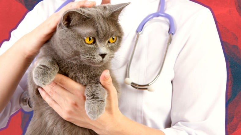 Yaygın Olan Bu Kedi Hastalıklarını Erken Tespit Etmeniz Halinde Dostunuzun Hayatını Kurtarabilirsiniz!