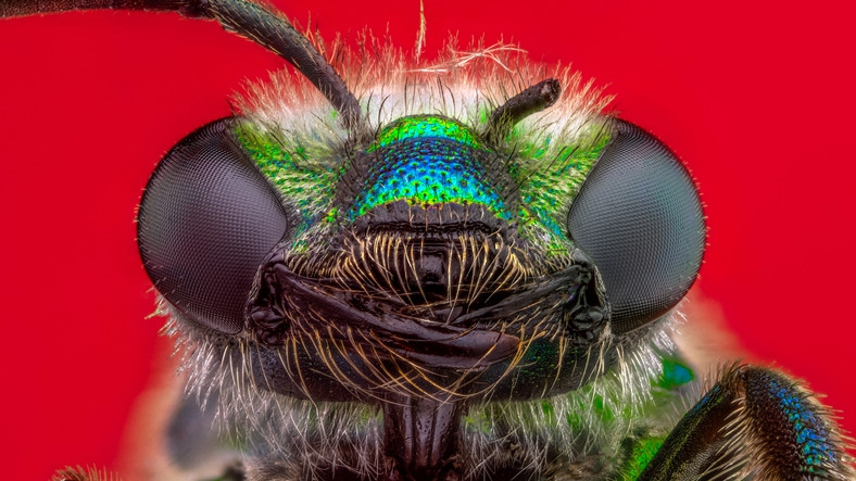"Alt Tarafı Bir Böcek" Dediğiniz Arılar Hakkında Bilmeniz Gerekenler: Bazı Konularda Sizden Bile Zekiler!