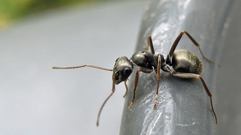 'Eğitimli' Karıncaların Koklayarak Kanseri Tespit Edebildiği Kanıtlandı