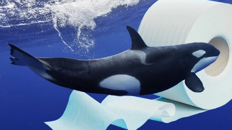 Katil Balinaların Nesli, Tuvalet Kağıtları Yüzünden Tükeniyor Olabilir: İnsanlar İçin de Tehlike Ölümcül Seviyede