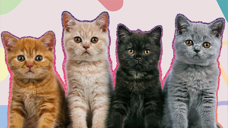 Kedilerin Renkleri ve Karakterleri Arasında Bir Bağlantı Var mı? İşte Renk Sınıfları ve Özellikleri