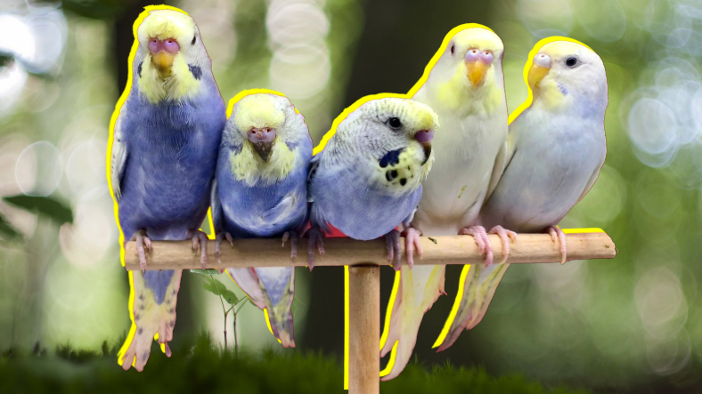 Muhabbet Kuşları ve Papağanlarda En Sık Görülen Rahatsızlıklar: Depresyona Bile Girebiliyorlar!