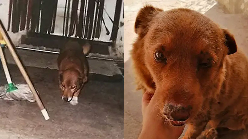 En Yaşlı Köpek Rekoru Kırıldı: Büyük Bir Şans Eseri Hayatta Kalan 31 Yaşındaki Bobi'yle Tanışın
