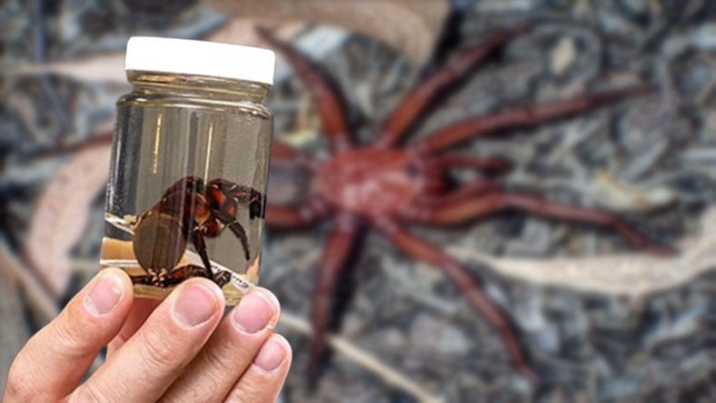 Avustralya'da Onlarca Yıl Yaşayabilen 'Dev' Bir Örümcek Türü Keşfedildi