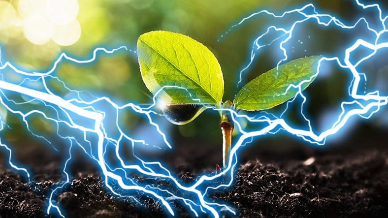 Bitkilerin Yüzde 100 Doğal Elektrik Kaynağı Olduğu Tespit Edildi!