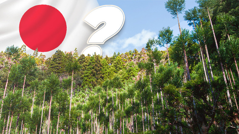 Ağaç Kesmeden Odun Elde Edebilen Japonlar, Bunu Nasıl Yapıyorlar? Cevabı ‘Daisugi Tekniği’nde Gizli!