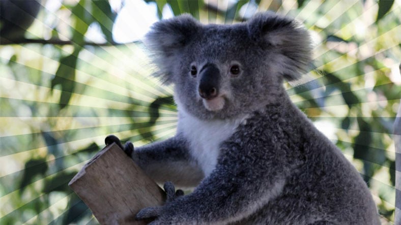 Bu Kadar Çok Uyumalarının Altında 'Haklıymış' Diyeceğiniz Bir Sebep Yatıyor: Koalalar Hakkında 9 İlginç Bilgi