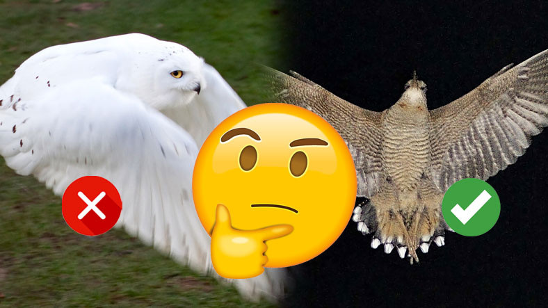 Bugüne Kadar Keşfedilen 'En Beyaz Tüylere' Sahip Kuş, Aslında O Kadar da Beyaz Değilmiş
