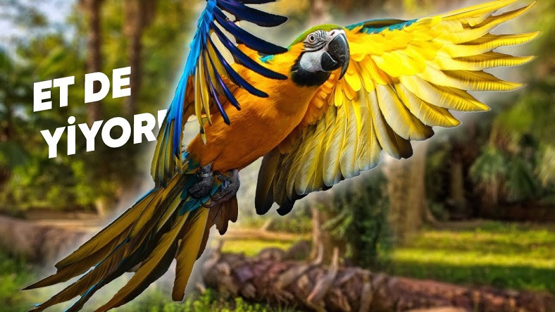 Taklit Yeteneğiyle İnsanı Büyüleyen Papağanlar Hakkında 10 İlginç Bilgi: Bazılarına İnanmakta Güçlük Çekeceksiniz!