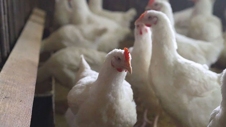 Türkiye'deki Bazı Tavuk Çiftliklerinde Kuş Gribi Görüldü: 6,5 Milyona Yakın Hayvan İtlaf Edildi