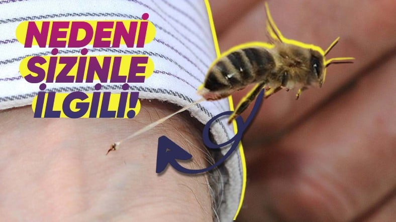 Arılar Bizi Sokunca Neden İğnelerini Çıkaramayıp Ölürler?