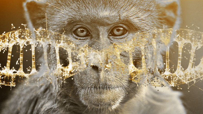Maymunlar, Tarihte Birinci Kere Yapay Embriyo ile Gebe Kaldı