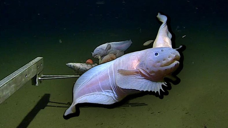 Okyanusun 8.000 Metre Tabanında Yaşayan Balık [Video]