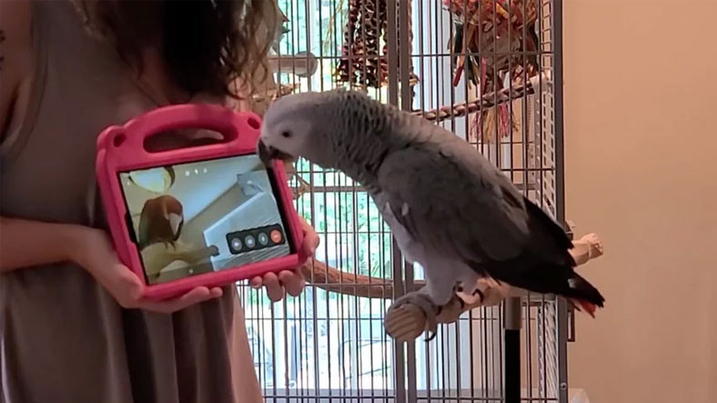 Papağanlar İmajlı Görüşmelerle Toplumsallaşıyor