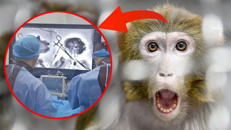 Primat Beyni 'Güvenli Bir Şekilde' Bilgisayara Bağlandı
